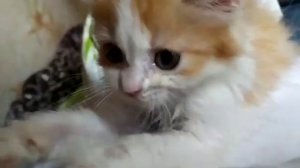 Теплые коты.  Гаяна Гевондян