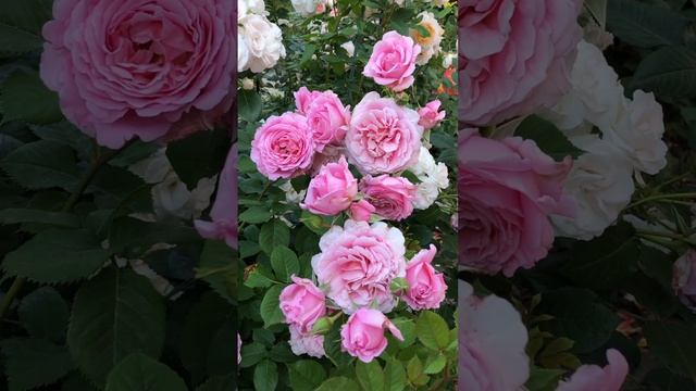 Роскошная БЬЕНВЕНЮ. #сад #цветы #цветники #розы #розовыйсад смотреть онлайн