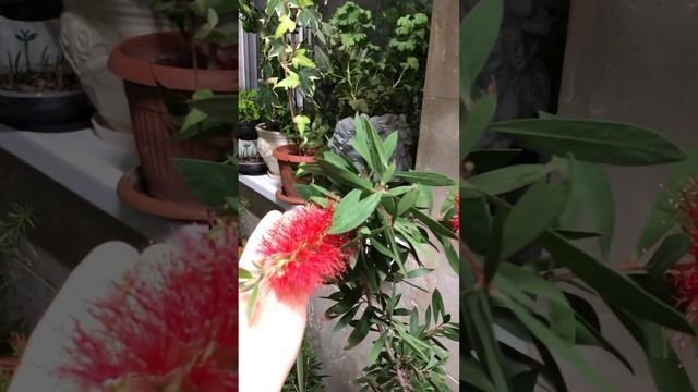 ЗАЦВЁЛ КАЛЛИСТЕМОН. #сад #цветы смотреть онлайн