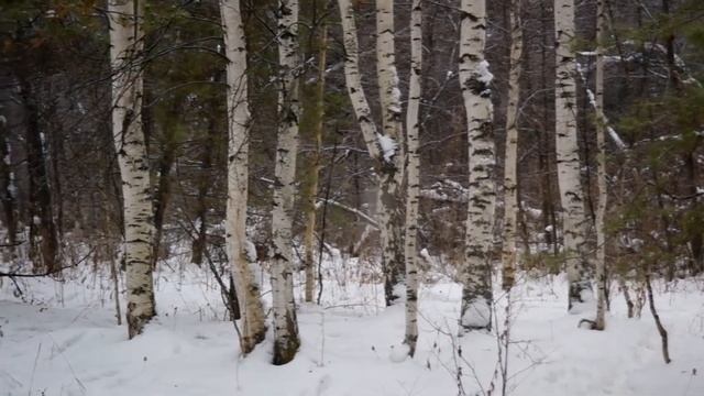 Работа по кабану РЕЛ Аргус, Бусыга смотреть онлайн