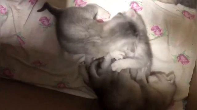 Милые котята.3 недели.:3 смотреть онлайн