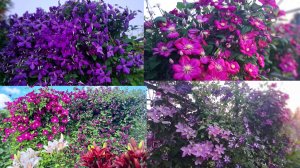 Опорные стенки и конструкции для клематисов в моем саду. Их расположение и из чего сделаны.