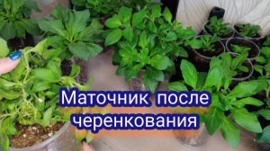 Что делаю с маточниками после черенкования.