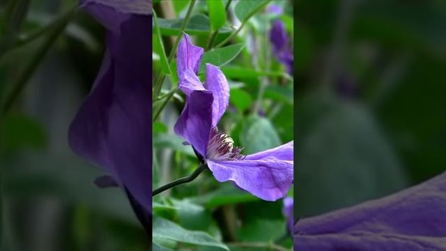 Клематис Синяя птица. Дмитрий Шлапак смотреть онлайн