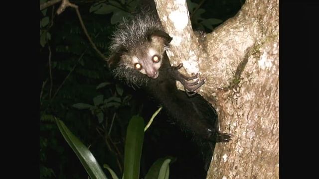 Top 10 Animals from Madagascar смотреть онлайн