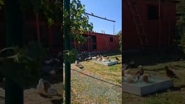 Стрим Голуби ещё где-то в небе смотреть онлайн