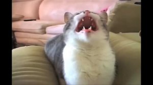 CATS SCREAM КОШКИ КРИЧАТ los gatos gritan