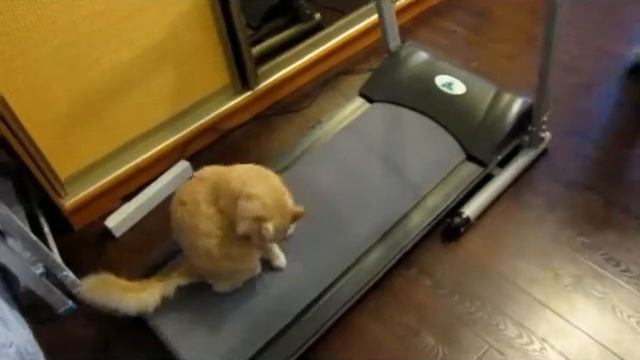 бег кота 4 смотреть онлайн