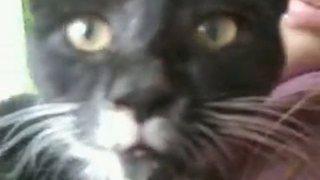 Кошка Пантера смотреть онлайн