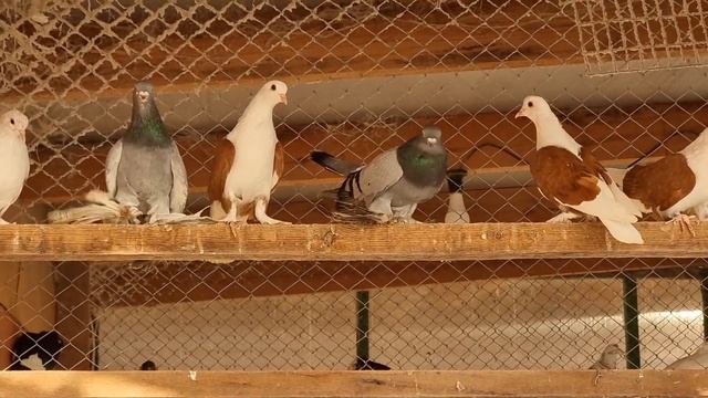 Ст. Архонская голуби Виталия Art. Archon Pigeons Of Vitaly