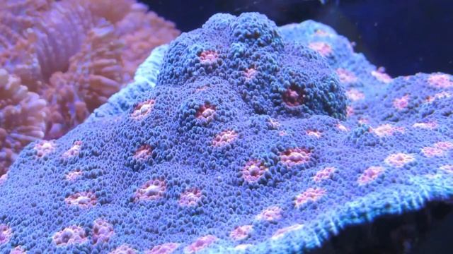 Coral Advice - Chalice Coral