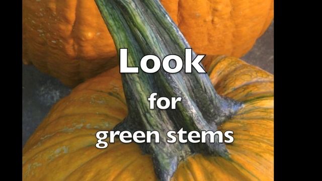 HOW to CHOOSE a HALLOWEEN PUMPKIN for Carving! - Jon Neill смотреть онлайн