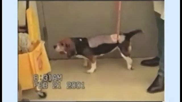 PEG (poly ethilen glycol in action) spine treatment | Proof of concept | Living animals смотреть онлайн