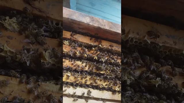 Флага дар болои занбури ассал смотреть онлайн