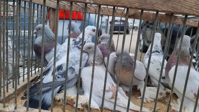 Голуби и цены Птичий рынок г Прохладный смотреть онлайн