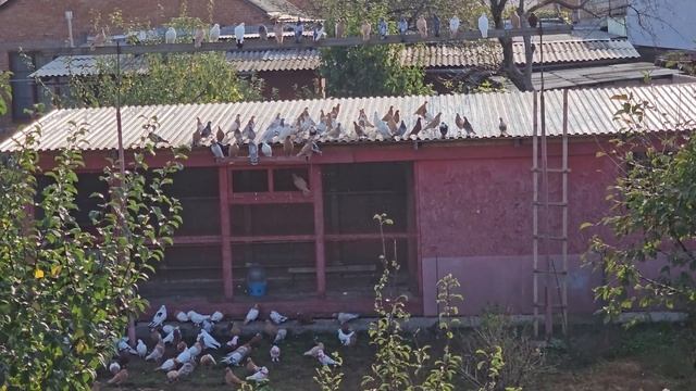 Для голубей нужно дать время не Антибиотики смотреть онлайн