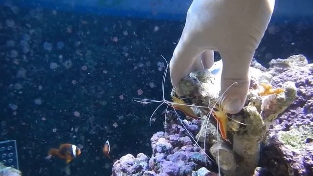 Ручные креветки смотреть онлайн