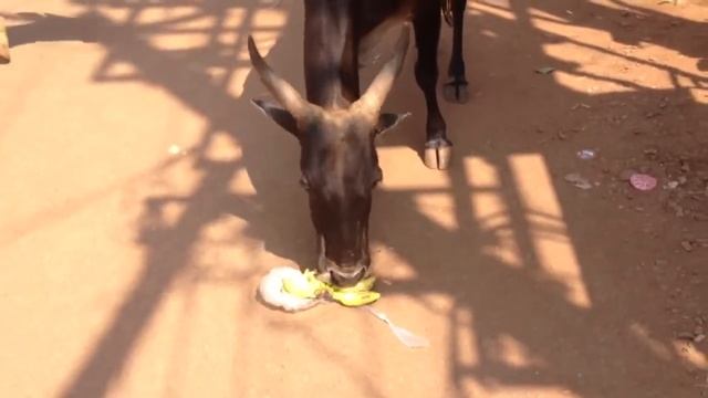 Корова украла бананы у туристов / Dudhsagar Falls Waterfull. India. смотреть онлайн