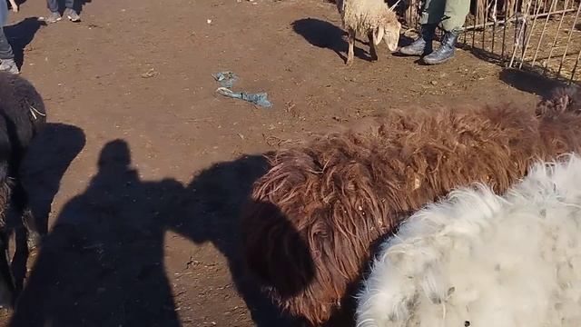 18 декабыр токмок мал базары койлордун баасы смотреть онлайн