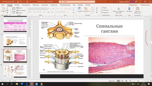 ЦНС и ПНС. Соматическая НС и вегетативная НС.