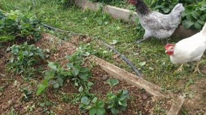 Сентябрьский денёк и уборка подсолнухов.