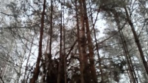 Охота с Лайкой