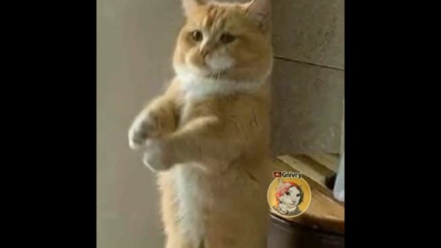 Dorime Ameno|MEME COMPILATION.