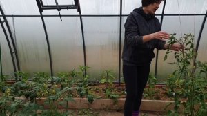 Формирование  томатов в один и несколько стеблей. Убираем листья и пасынки. Сложные варианты роста.