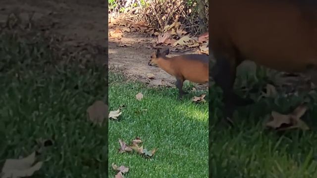 Adorable red-flanked duiker animal #sandiegosafaripark смотреть онлайн
