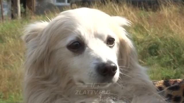 Два месяца ожидания. В Златоусте появился свой Хатико