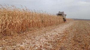 Уборка кукурузы 2024.