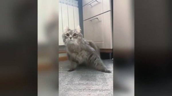 Мы в ВК https://vk.com/life_of_cats