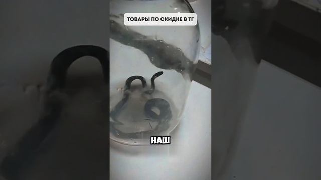 В ПВЗ приползла змея за заказом | Находки WB / Ozon смотреть онлайн