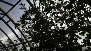 Обзор сортов томатов (часть 2). Сезон 2023. Черри, коктейльные, горшечные томаты - сорок сортов.