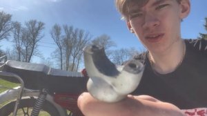 3-Я ЧАСТЬ ВОССТАНОВЛЕНИЯ МОПЕДА АЛЬФА! #тюнинг