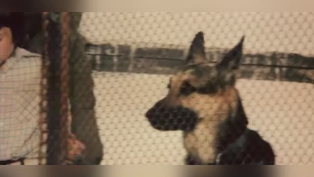 Пограничный пёс смотреть онлайн