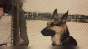 Пограничный пёс