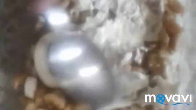 Как приготовить Французский салат смотреть онлайн