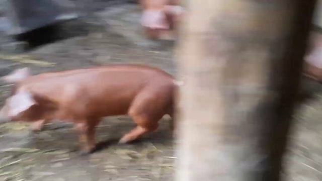 Обзор и взвешивание поросят на продажу