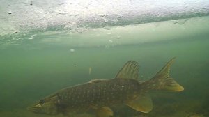 22.12.24 Видеоотчет.Подледные сьемки. Жерлицы