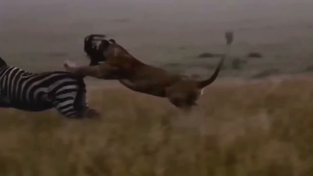 Craziest Animal Fights Of ALL TIME...