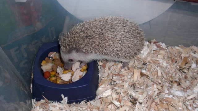Home cooked meal for the pets! смотреть онлайн