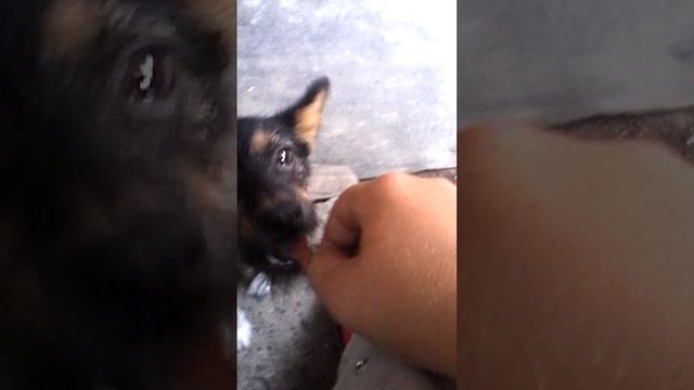 Собака прикольно кушает какбуто чипсы смотреть онлайн