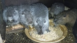 Рассказываю о своих НУТРИЯХ. ТРУБА спутала все ПЛАНЫ. 22.12.24.