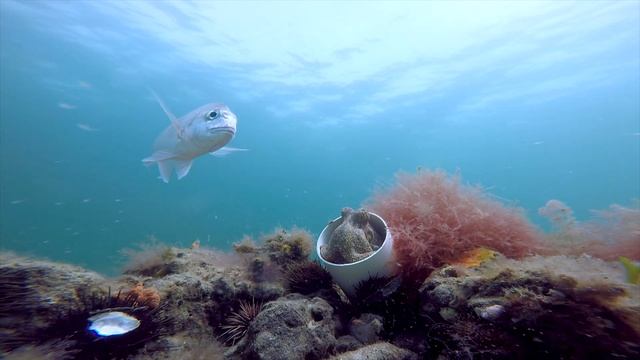 Easy-going Octopus. смотреть онлайн