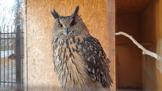 Ты меня тут нашёл! Ну ты глазастый! #филиппфилиппыч#owl#nature#филин#сова#природа#animals#животные# смотреть онлайн