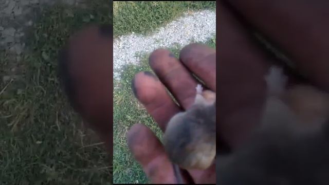 Спас мышонка смотреть онлайн