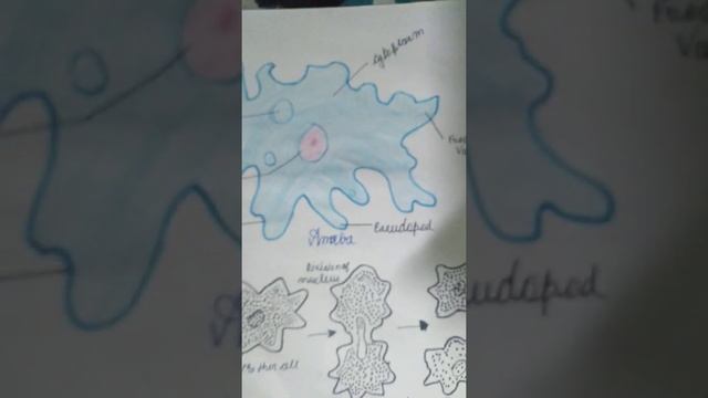🙏🏻 SCIENCE 🙏🏻 MADE 🙏🏻🙄Amoeba and Binary fission in Amoeba 🙄 смотреть онлайн