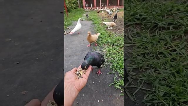 Старый ручной голубь смотреть онлайн