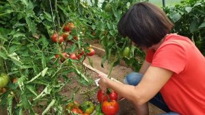 Обзор томатов в теплицах (часть 5). Сезон 2023. Крупноплодные сорта. Взвешиваем и разрезаем!